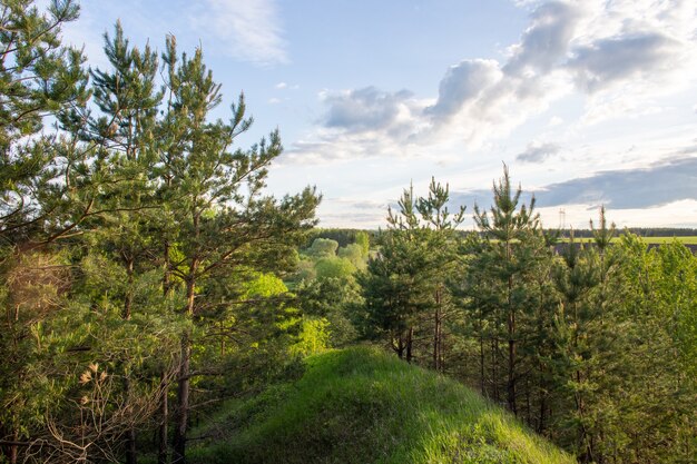 青い曇り空の丘の上の緑の針葉樹林