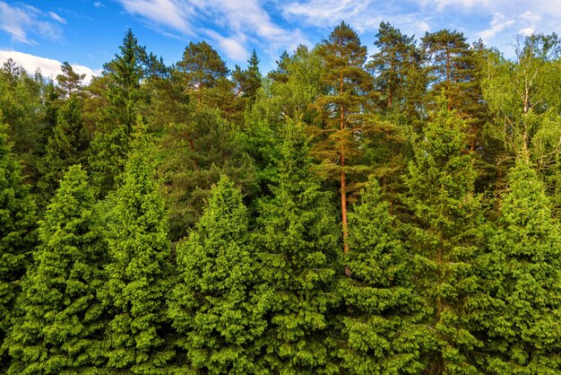 Green coniferous forest