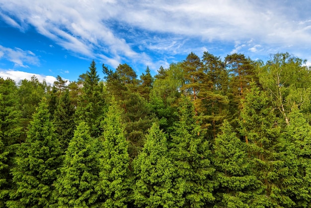 Green coniferous forest