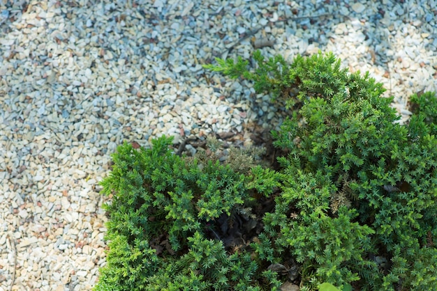 Green coniferous ornamental bush in the flowerbed