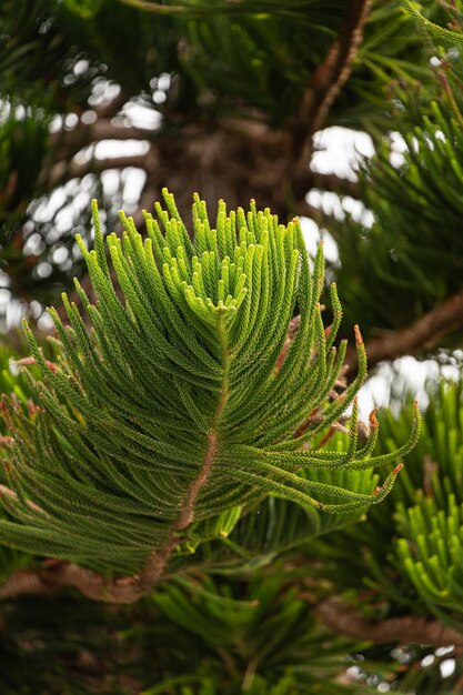 Foto un albero di conifere verde cresce in un vicolo lungo una strada della città