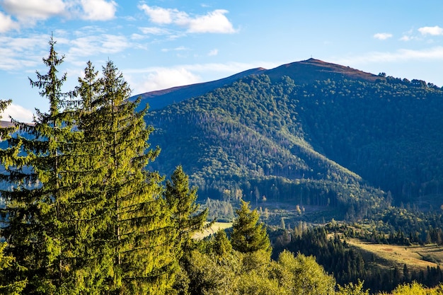 Green coniferous trees on a background of high mountains summer season