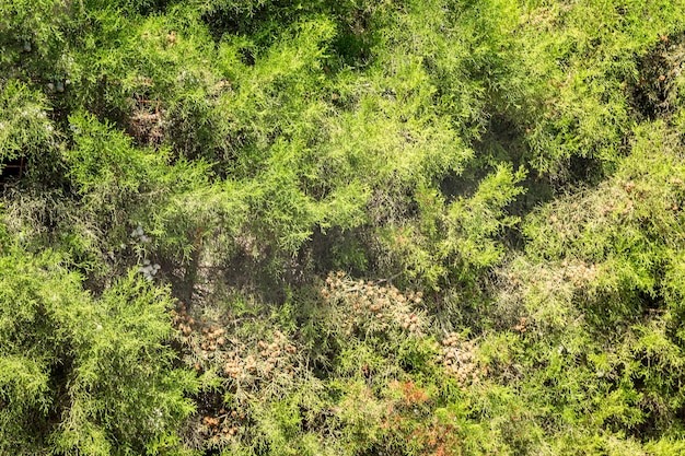 Green coniferous vegetation on dry ground in a hot climate Closeup Background