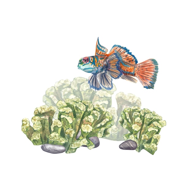 Green corals with rocks and tropical fish isolated on a white background Watercolor illustration