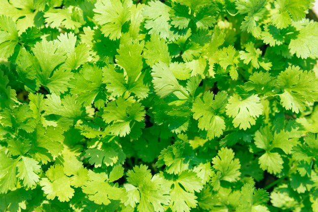 Green coriander background Close up tree background