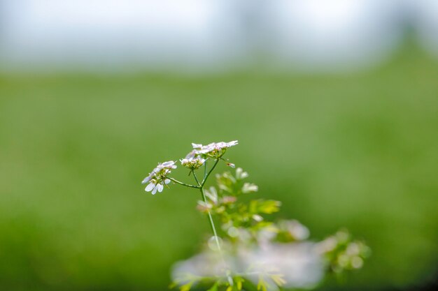 green Coriander field