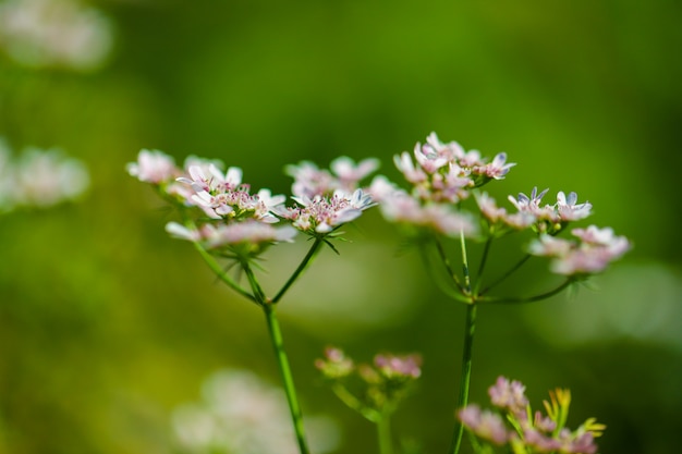 green Coriander field