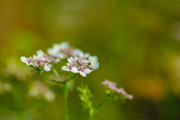 green Coriander field