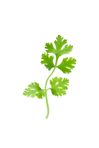 Green coriander isolation on white