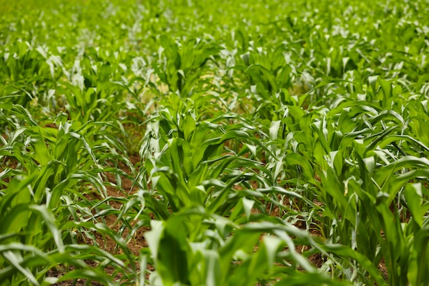 Green corn agriculture field in India