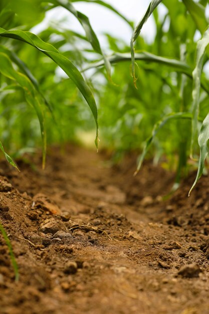 Green corn agriculture field in India