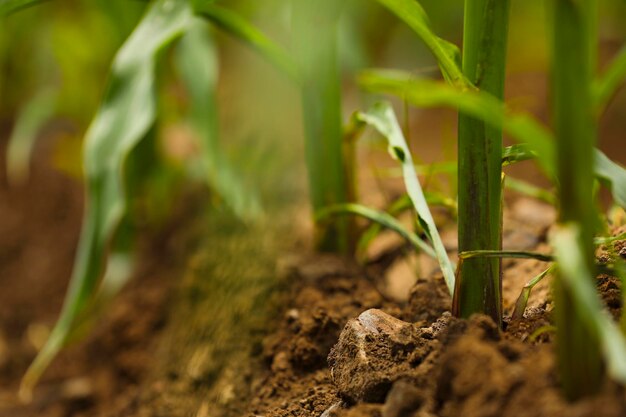 Сельскохозяйственное поле зеленой кукурузы в Индии