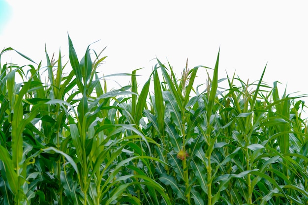 Green corn agriculture field in India