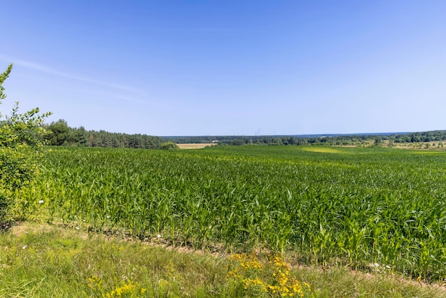 Green corn bushes in the field