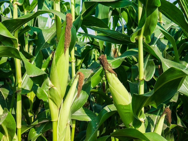 Green Corn cobs growing in the field.