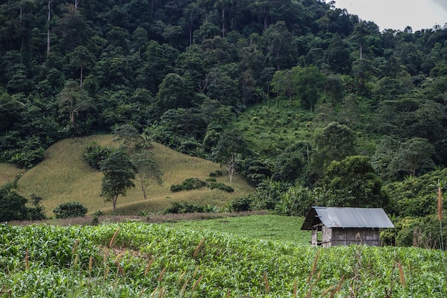 Green  Corn farm