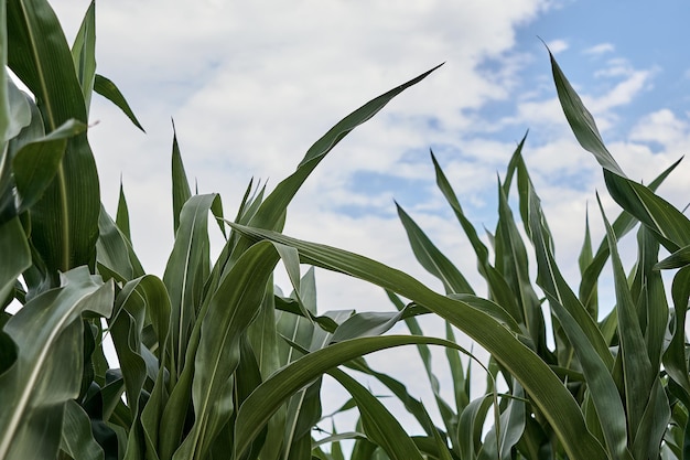 Green corn field in an agricultural garden against a blue sky and clouds