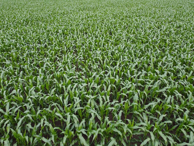 Green corn field background top view