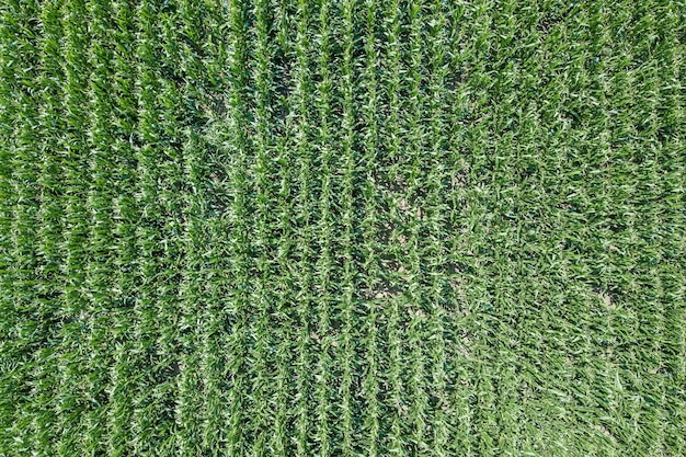 Campo di grano verde, campo di grano.