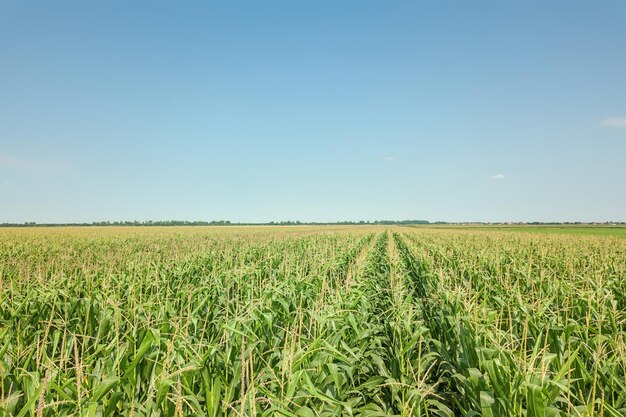 Green corn field Corn field