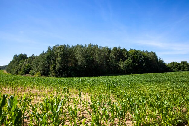 Green corn field during cultivation