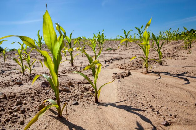 Green corn field during cultivation