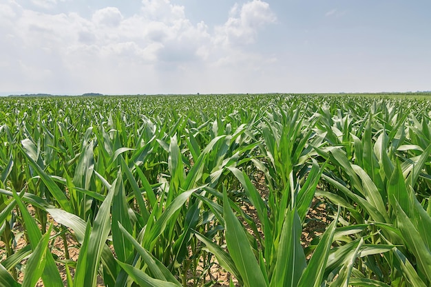 Green corn field green corn growing on the field