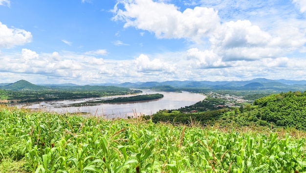 Green corn field and river