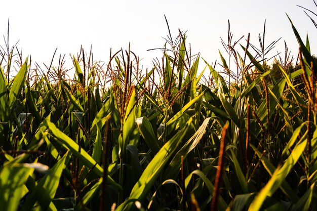 Photo the green corn field in the sun