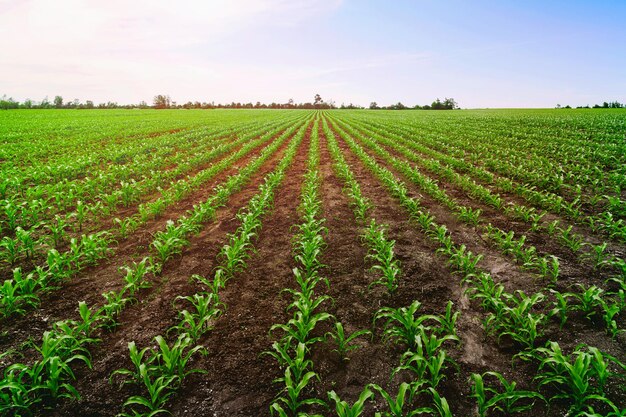 Green corn field with rural sunset