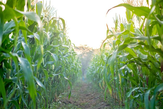 Зеленое кукурузное поле с солнечным светом в утренний день молодое кукурузное дерево для графического дизайна плаката