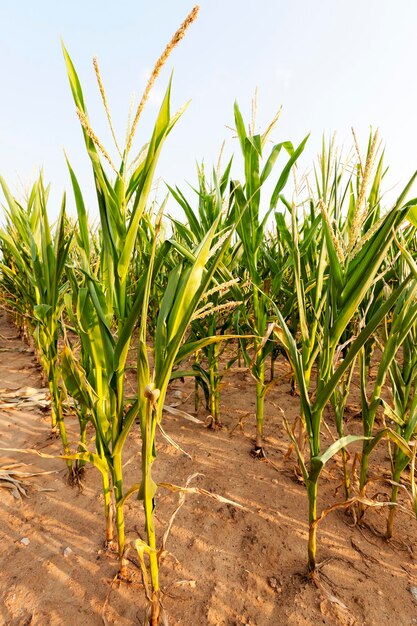 Green corn in the field