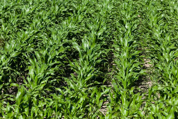 Green corn field