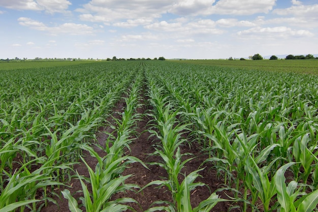 Green corn field