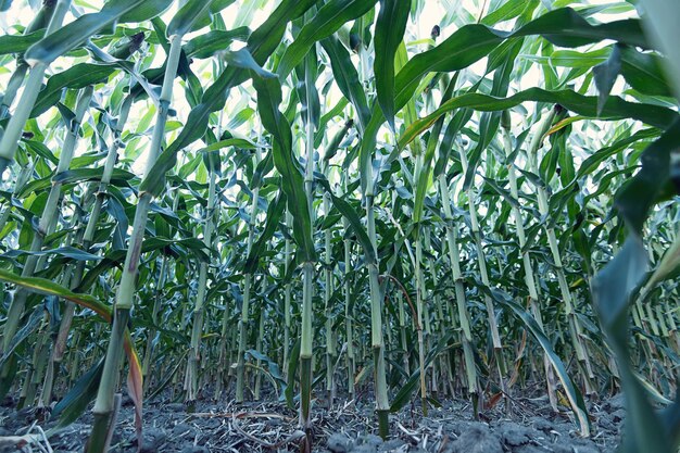 Green corn field.