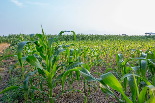 Green Corn fields in the mist.