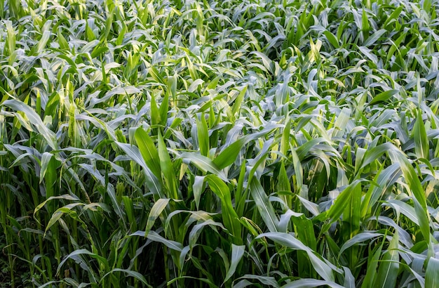 Green corn grass growing on a field close up top view