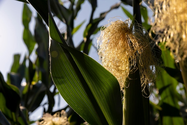 Photo green corn illuminated by sunlight