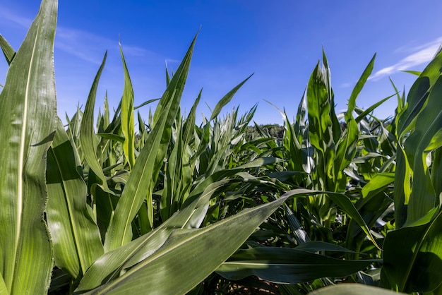 Green corn illuminated by sunlight