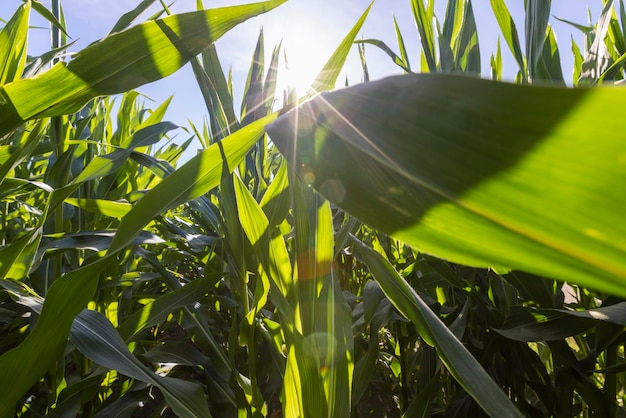 Green corn illuminated by sunlight