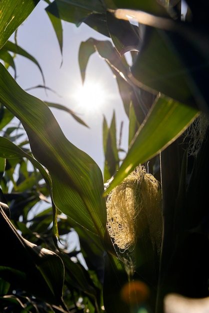 Green corn illuminated by sunlight