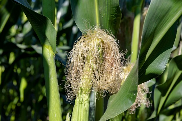 Green corn illuminated by sunlight