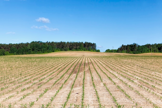 Foto paesaggio di mais verde