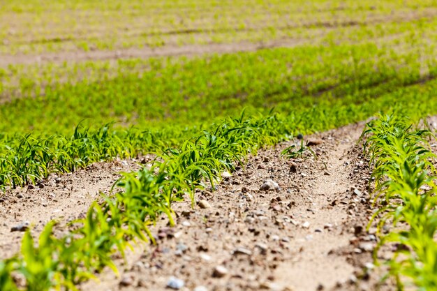 green corn landscape