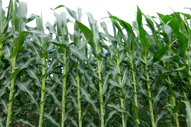 Photo green corn plant in corn field