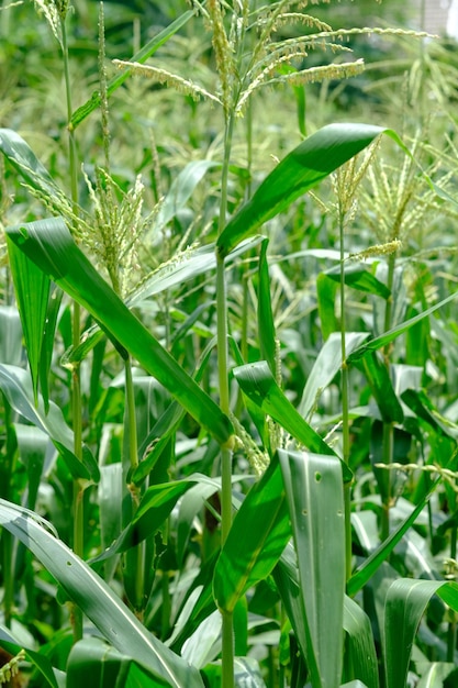 green corn plant in a field. sweet corn.