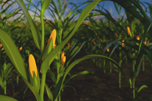 Green corn plant with yellow cobs without leaves closeup Corn plant in 3D