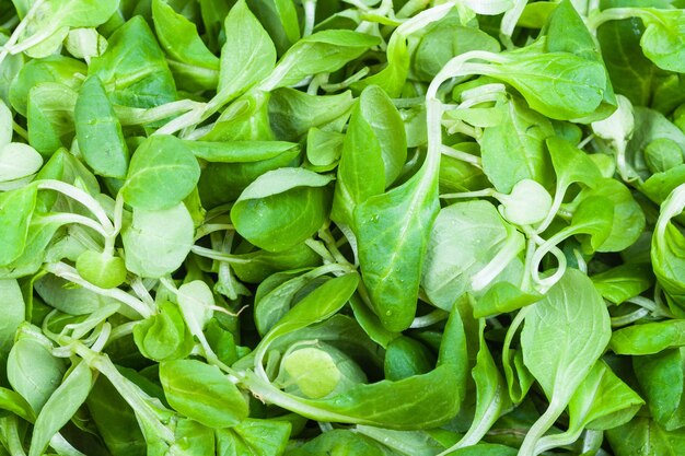 Photo green corn salad mache feld salat etc closeup