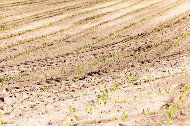 Photo green corn spring