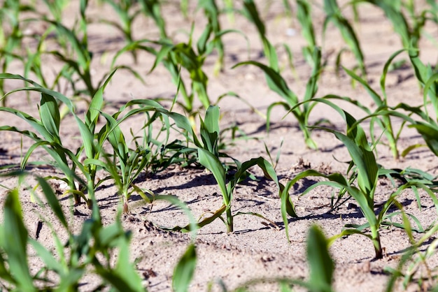 Green corn Spring